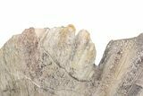 Huge, Triassic Amphibian (Metoposaurus) Clavicle Bone - Arizona #209973-7